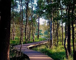 Boswandeling nabij Vakantiehuisje in Hapert, prachtige natuurpaden, Kempen, Noord Brabant.