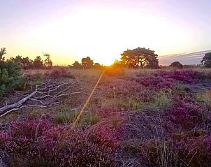 Heide bij zonsondergang, nabij Vakantiehuisje in Hapert, Kempen, Noord Brabant.