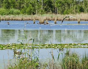 Vogelreservaat nabij Vakantiehuisje in Hapert, ideaal voor natuurliefhebbers, Kempen, Noord Brabant.