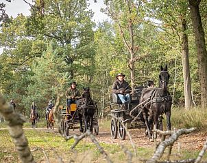 Paardrijden door bossen in de buurt van Vakantiehuisje in Hapert, Kempen, Noord Brabant.