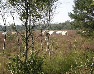 Schotse Hooglanders in de omgeving van Vakantiehuisje in Hapert, Kempen, Noord Brabant.