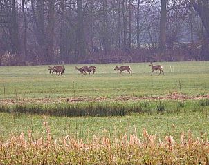 Verblijf 413304 - Vakantiewoning Kempen - De Rouwenbogt