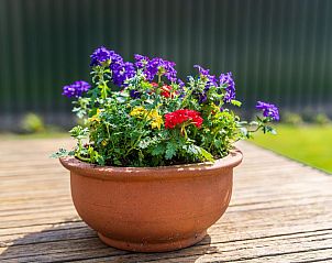 Bloeiende planten op terras van Achter de Vijf Linden, vakantiehuis in Knegsel, Kempen.