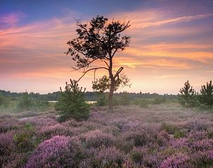 Guest house 420227 - Holiday property Hart van Brabant - Huisje in Oisterwijk