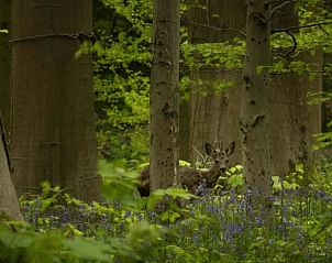 Guest house 421529 - Holiday property Hart van Brabant - Huisje in Moergestel