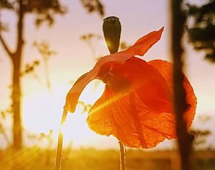 Guest house 422514 - Holiday property Hart van Brabant - Vakantiehuis in Kaatsheuvel