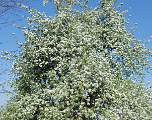 Unterkunft 422557 - Ferienhaus Hart van Brabant - NB138