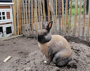 Konijn in de tuin van Huisje in Kaatsheuvel, vakantiehuis in Hart van Brabant.