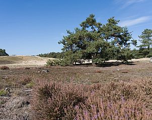 Natuurlijke schoonheid rondom Huisje in Kaatsheuvel, vakantiehuis in het hart van Noord Brabant.
