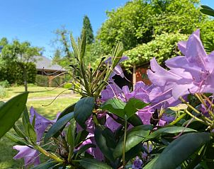 Guest house 423012 - Holiday property Hart van Brabant - Vakantiehuis in Leende