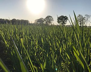 Guest house 423319 - Holiday property Hart van Brabant - Vakantiehuisje in Mariahout