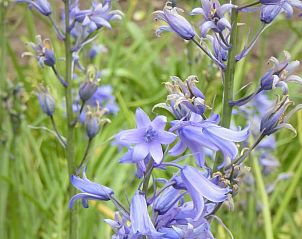 Guest house 423321 - Holiday property Hart van Brabant - Vakantiehuisje in Mariahout