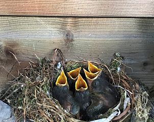 Guest house 423321 - Holiday property Hart van Brabant - Vakantiehuisje in Mariahout