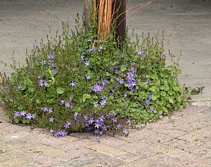 Bloeiende planten in de tuin van Vakantiehuisje in Hank, een oase in Hart van Brabant, Noord Brabant.