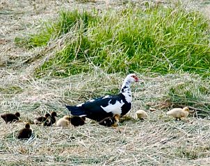 Moedereend met kuikens in de omgeving van Vakantiehuisje in Hank, natuurbeleving in Hart van Brabant, Noord Brabant.