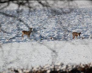 Reen in besneeuwd landschap nabij Vakantiehuisje in Hank, winterwonderland in Hart van Brabant, Noord Brabant.