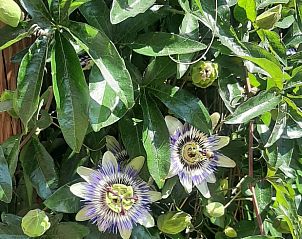 Bloeiende tuin bij Vakantiehuisje in Hank, Noord Brabant, met prachtige bloemen en planten in Hart van Brabant.