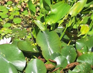 Verblijf 424311 - Vakantiewoning Hart van Brabant - Vakantiehuis in Hank