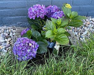 Guest house 424315 - Holiday property Hart van Brabant - Vakantiehuis in Hank