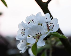 Verblijf 425607 - Vakantiewoning Hart van Brabant - Vakantiehuisje in Boxtel
