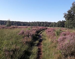 Guest house 426101 - Chalet Hart van Brabant - Vakantiehuis in Nuenen