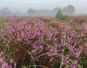 Guest house 426205 - Holiday property Hart van Brabant - Huisje in Helenaveen