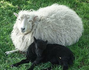 Schapen in de omgeving van Vakantiehuis in Loon op Zand, landelijke rust in Hart van Brabant, Noord Brabant.