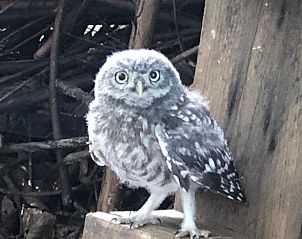 Uil in de buurt van Vakantiehuis in Loon op Zand, wildlife spotten in Hart van Brabant, Noord Brabant.