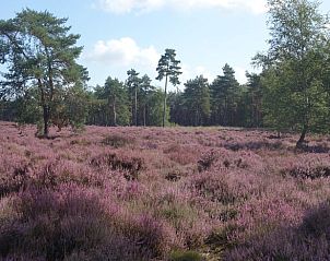 Heidevelden in bloei rondom Vakantiehuis in Loon op Zand, kleurrijke natuur in Hart van Brabant, Noord Brabant.