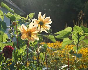 Zonovergoten bloemen in de tuin van Vakantiehuisje in Loon op Zand, Hart van Brabant.