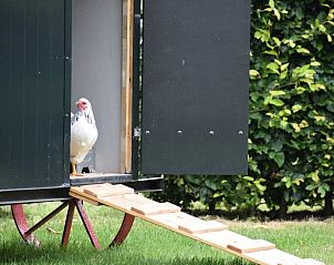 Kippenhok in de tuin van Huisje in Loon op Zand, vakantiewoning in Hart van Brabant, Noord Brabant.