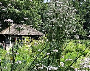 Prachtige tuin met wilde bloemen bij vakantiehuis in Loon op Zand, Hart van Brabant, Noord Brabant.