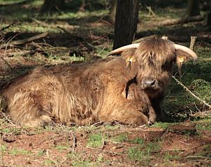 Guest house 426504 - Holiday property Hart van Brabant - Huisje in De Moer