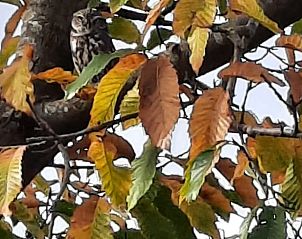 Guest house 427005 - Holiday property Hart van Brabant - Vakantiehuisje in Tilburg