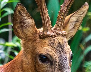 Natuur rondom Huisje in Tilburg, vakantiewoning in Hart van Brabant, Noord Brabant.