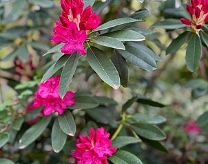 Bloeiende tuin bij Huisje in Tilburg, vakantiehuis in Hart van Brabant, Noord Brabant.