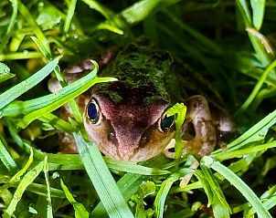 Kikker in de omgeving van Huisje in Tilburg, vakantiewoning in Hart van Brabant, Noord Brabant.
