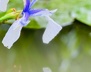 Blauwe bloem in de tuin van Huisje in Tilburg, vakantieverblijf in Hart van Brabant, Noord Brabant.