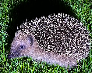 Egel in de tuin van Huisje in Tilburg, vakantiewoning in Hart van Brabant, Noord Brabant.
