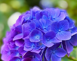 Paarse hortensia bij Huisje in Tilburg, vakantieverblijf in Hart van Brabant, Noord Brabant.