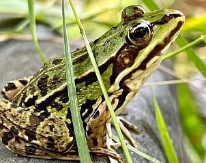 Groene kikker in de tuin van Huisje in Tilburg, vakantiehuis in Hart van Brabant, Noord Brabant.