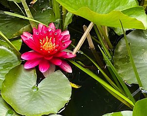 Rode waterlelie bij Huisje in Tilburg, vakantiewoning in Hart van Brabant, Noord Brabant.