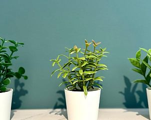 Planten in Huisje in Tilburg, vakantiewoning in Hart van Brabant, Noord Brabant.