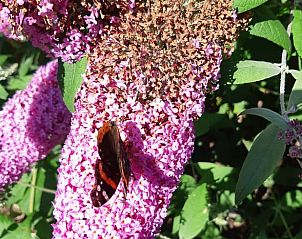 Verblijf 427204 • Vakantiewoning Hart van Brabant • Vakantiehuis in Heeswijk - Dinther 