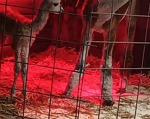 Guest house 427901 - Holiday property Hart van Brabant - Huisje in Best