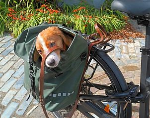 Unterkunft 427906 - Ferienhaus Hart van Brabant - Vakantiehuis in Best