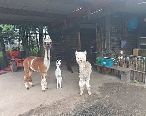 Unterkunft 427906 - Ferienhaus Hart van Brabant - Vakantiehuis in Best