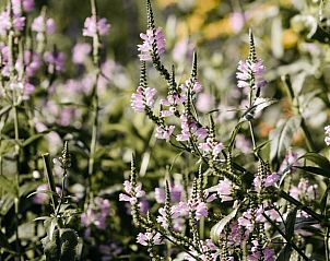 Guest house 430105 - Holiday property Noordoost Brabant - Huisje in Nuland