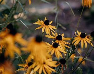 Guest house 430105 - Holiday property Noordoost Brabant - Huisje in Nuland