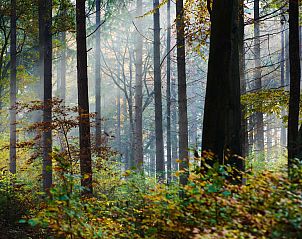 Verblijf 430431 - Chalet Noordoost Brabant - Chalet in Schaijk